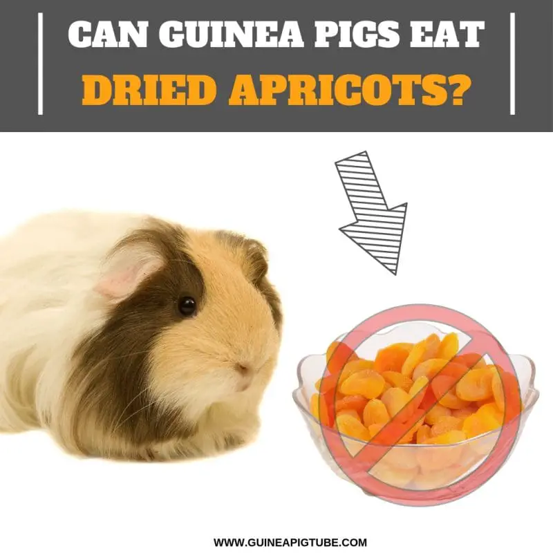 Can Guinea Pigs Eat Dried Apricots