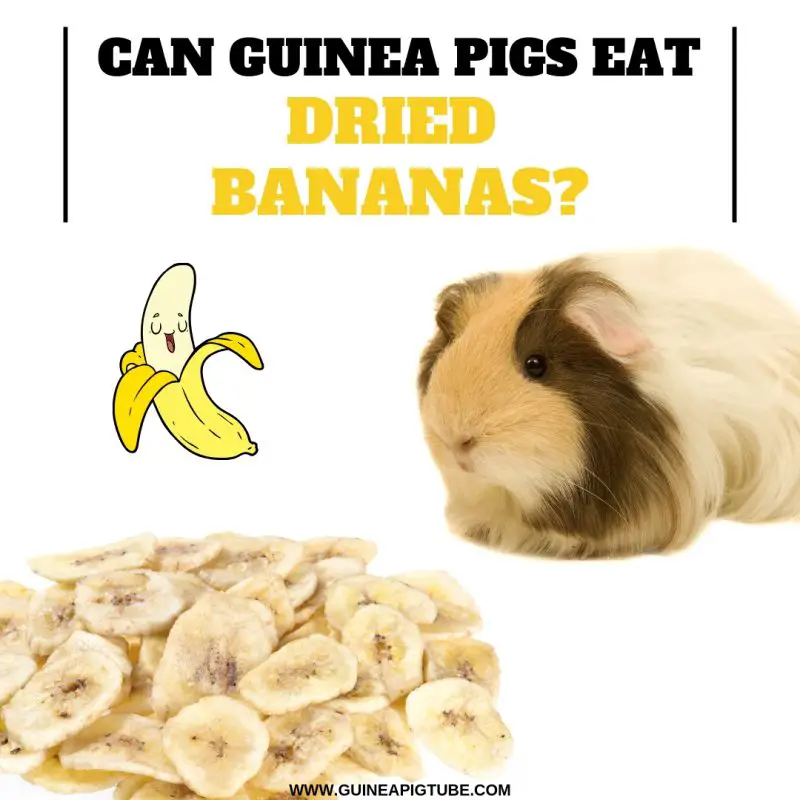 Can Guinea Pigs Eat Dried Bananas