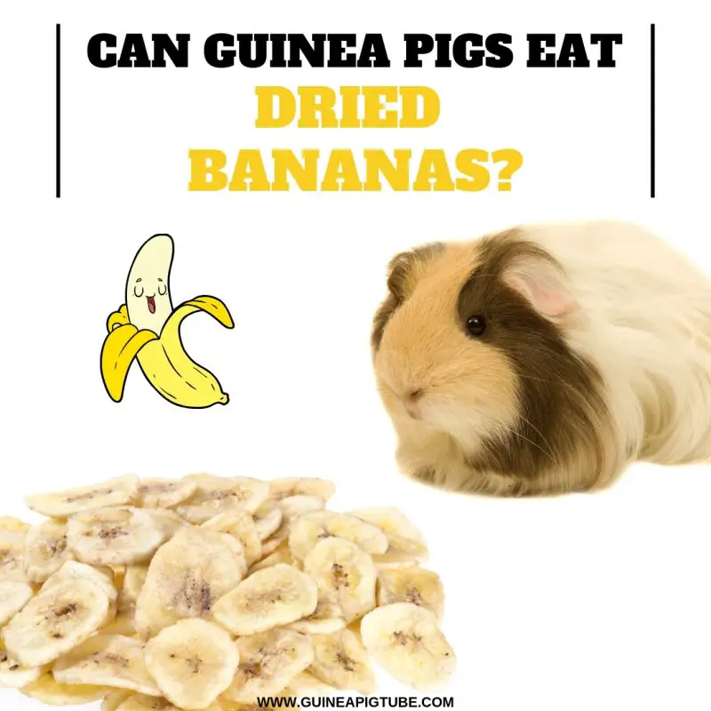 are bananas good for guinea pigs