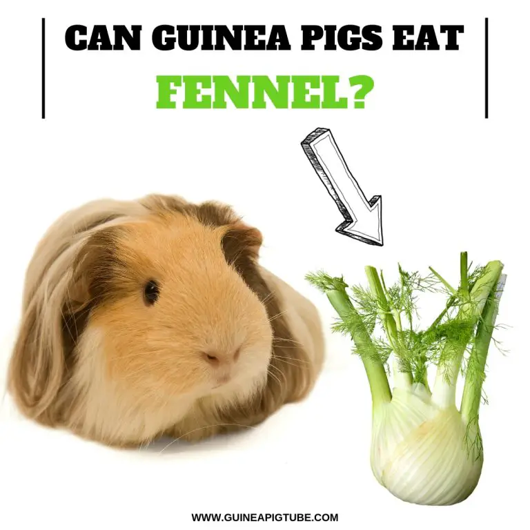 Can Guinea Pigs Eat Fennel