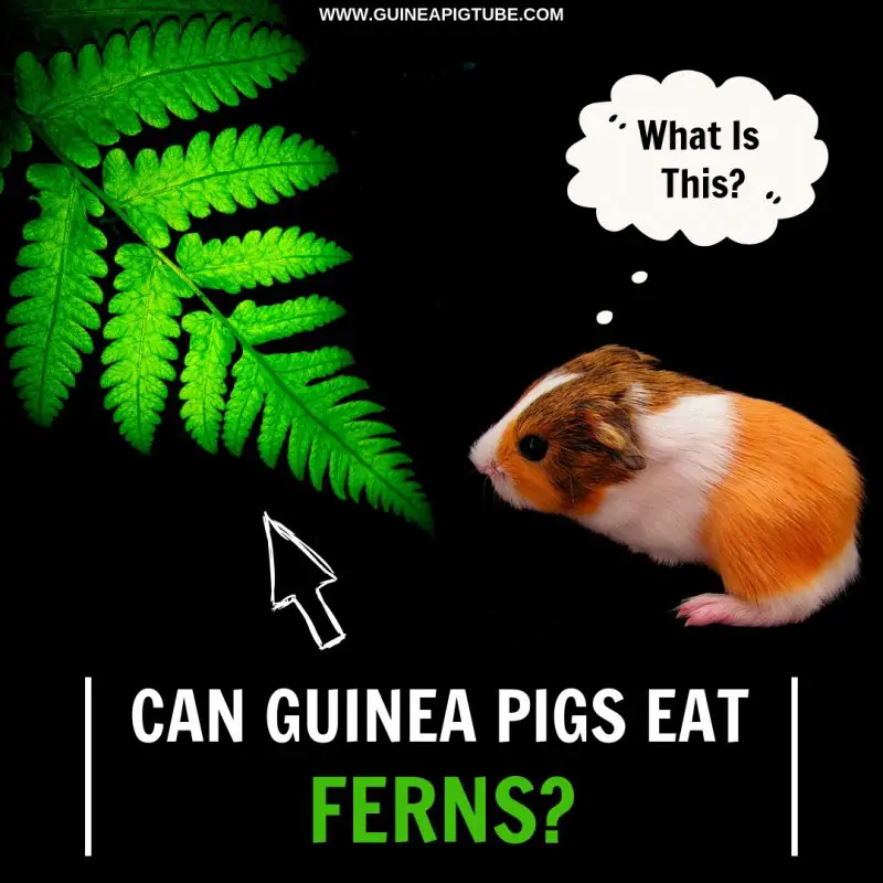 Can Guinea Pigs Eat Ferns 