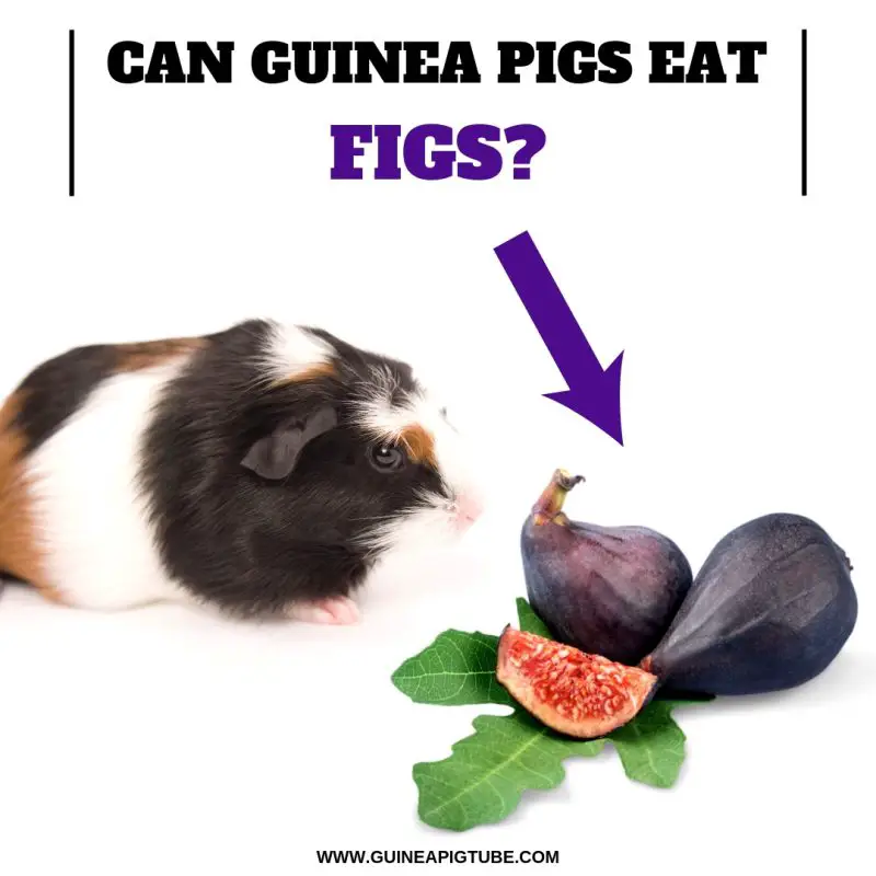 Can Guinea Pigs Eat Figs