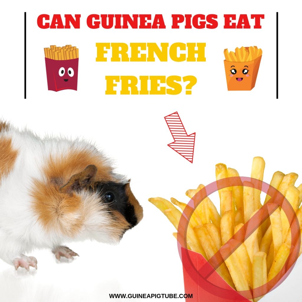 Can Guinea Pigs Eat French Fries? Guinea Pig Tube