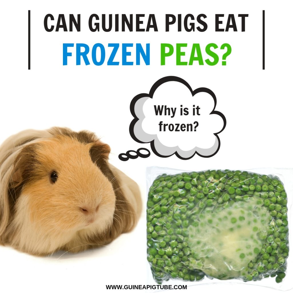 Can Guinea Pigs Eat Frozen Peas? Guinea Pig Tube