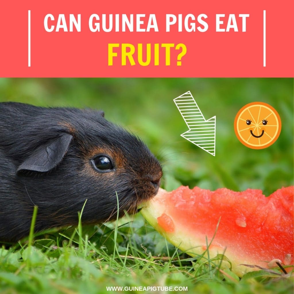 Can Guinea Pigs Eat Fruit Guinea Pig Tube