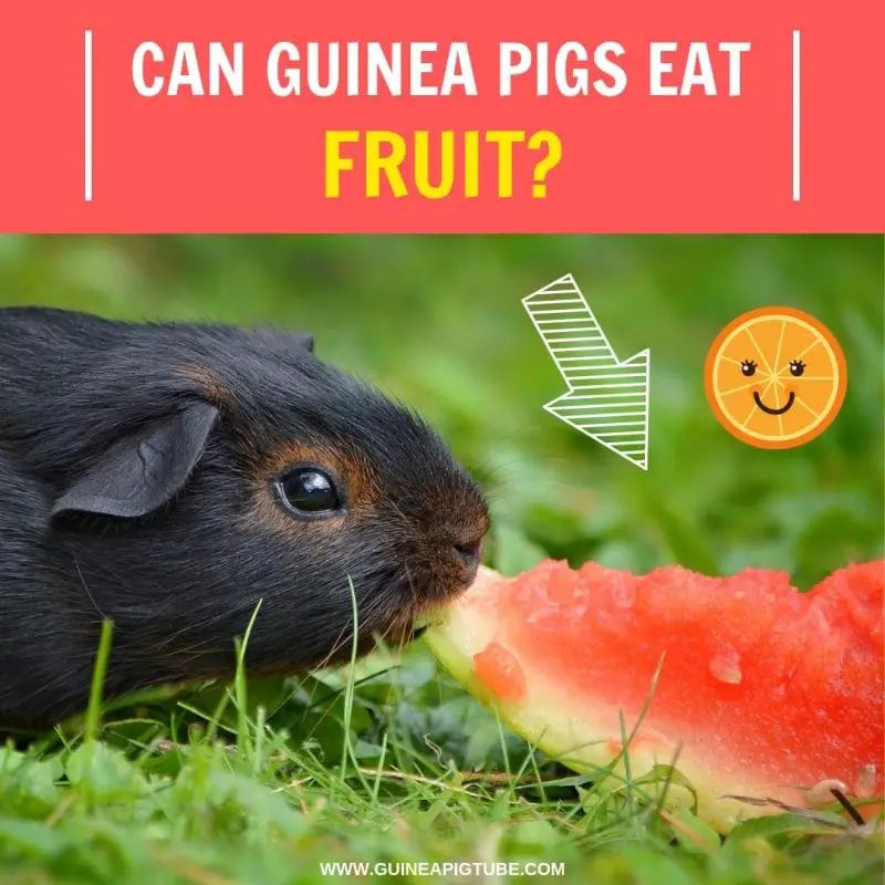 Can Guinea Pigs Eat Fruit
