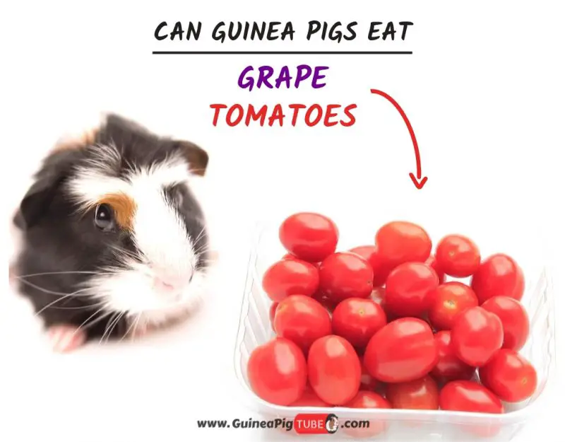 Can Guinea Pigs Eat Grape Tomatoes? 
