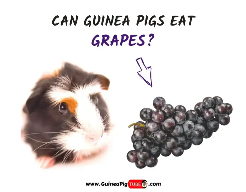 can i feed my guinea pig grapes