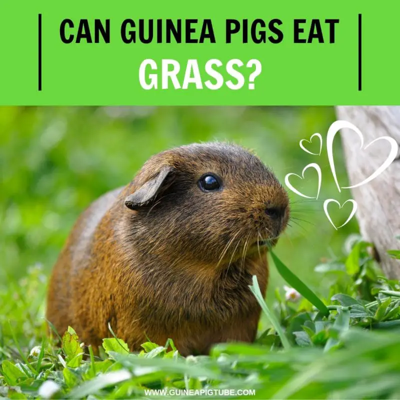 Can Guinea Pigs Eat Grass