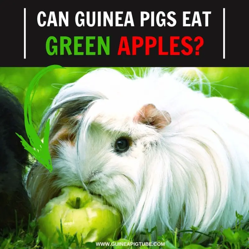 can my guinea pig eat apples
