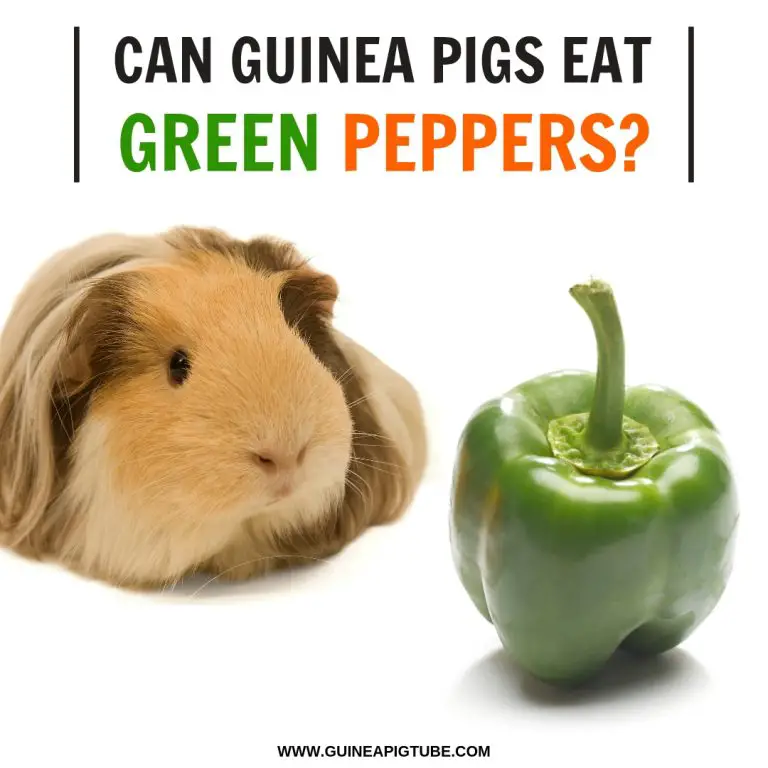 Can Guinea Pigs Eat Green Peppers? Guinea Pig Tube