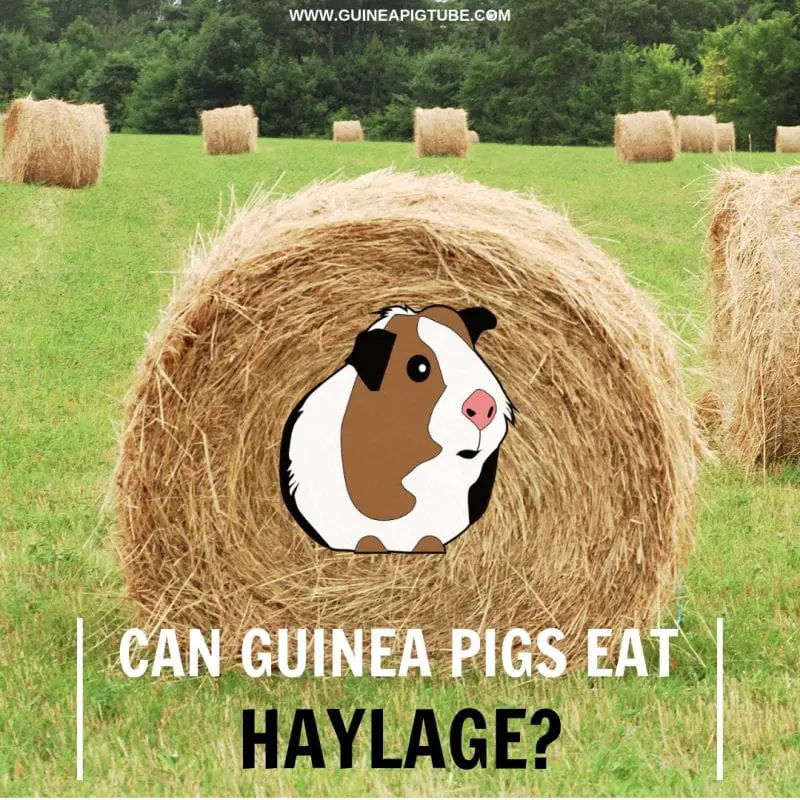 Can Guinea Pigs Eat Haylage.