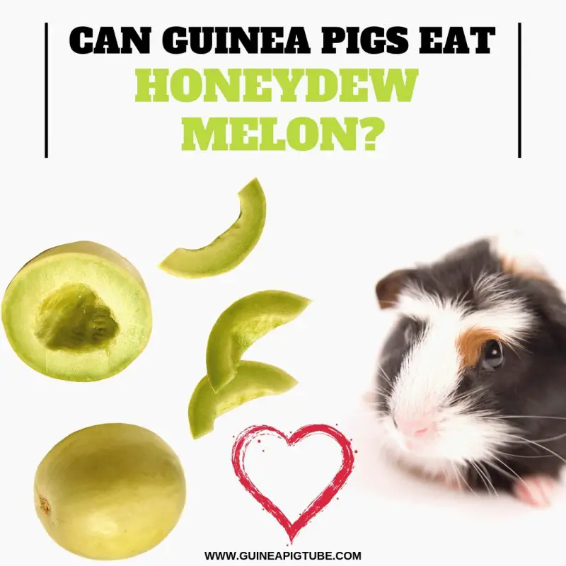 Can Guinea Pigs Eat Honeydew Melon