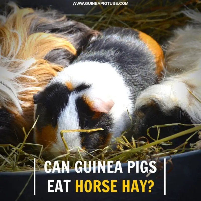 Can Guinea Pigs Eat Horse Hay