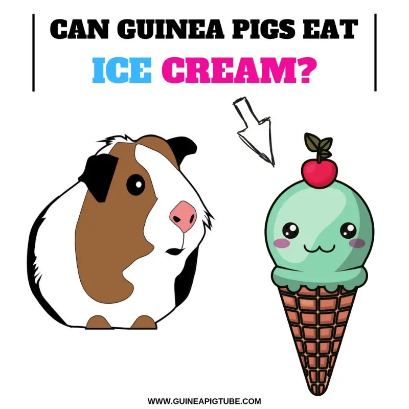 Can Guinea Pigs Eat Ice Cream? Guinea Pig Tube