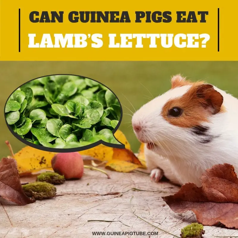 can guinea eat lettuce