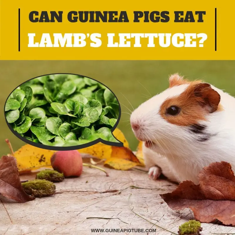 Can Guinea Pigs Eat Lamb’s Lettuce
