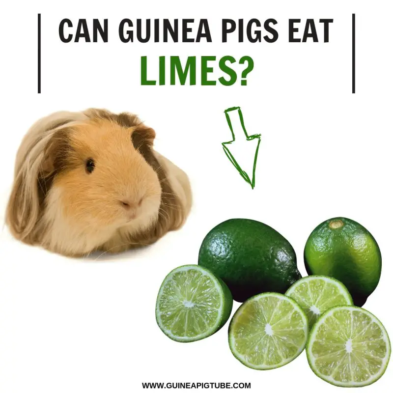 Can Guinea Pigs Eat Limes