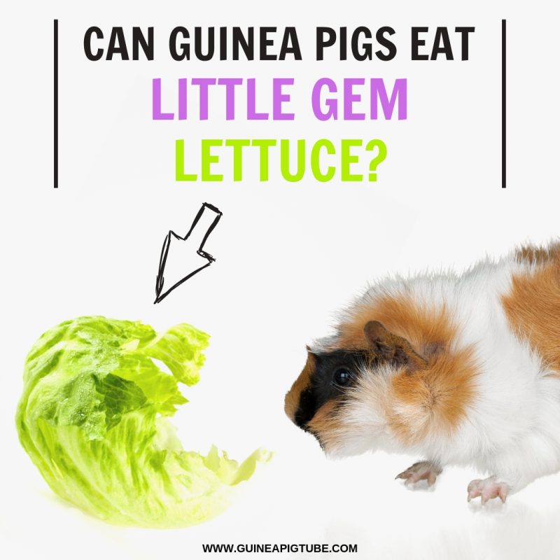 Can Guinea Pigs Eat Little Gem Lettuce