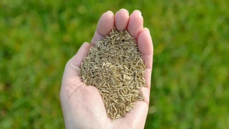 Can Guinea pigs eat grass seeds