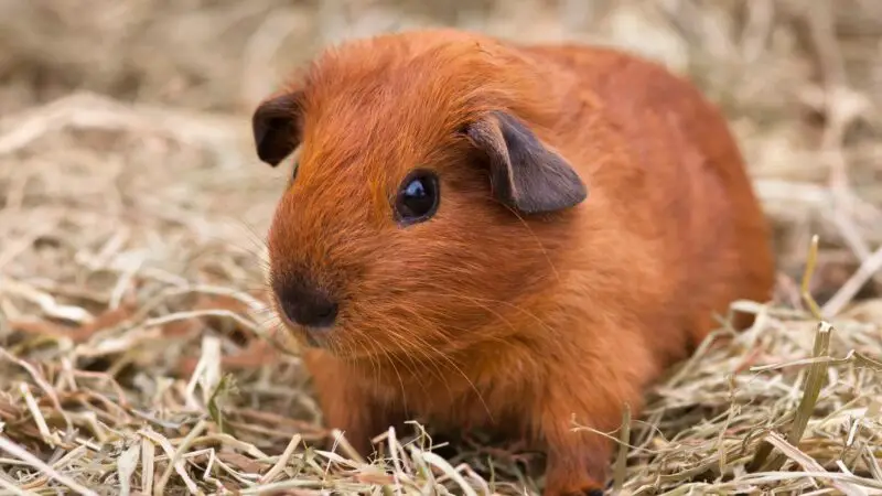 Different types of hay and their benefits to guinea pigs