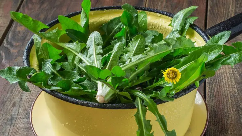 Is Dandelion Leaves Bad for Guinea Pigs