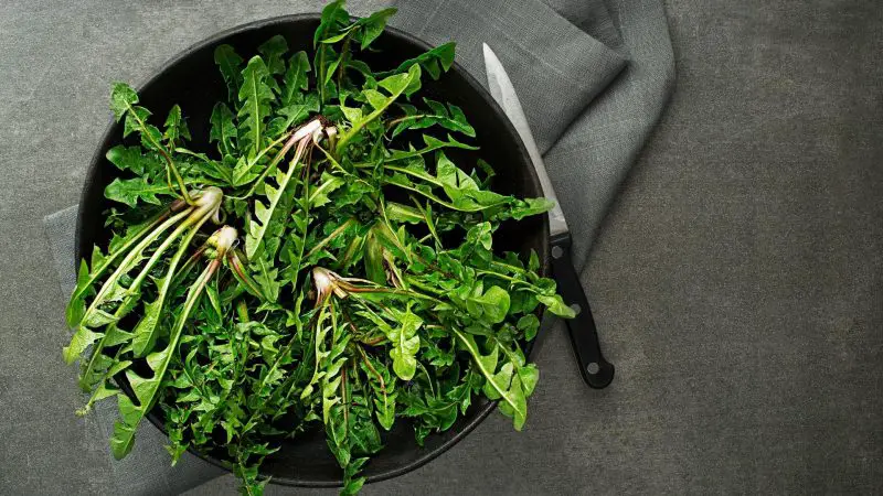 Is Dandelion Leaves Good for Guinea Pigs