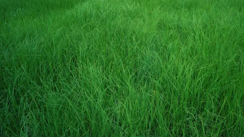 Is Grass Bad for Guinea Pigs