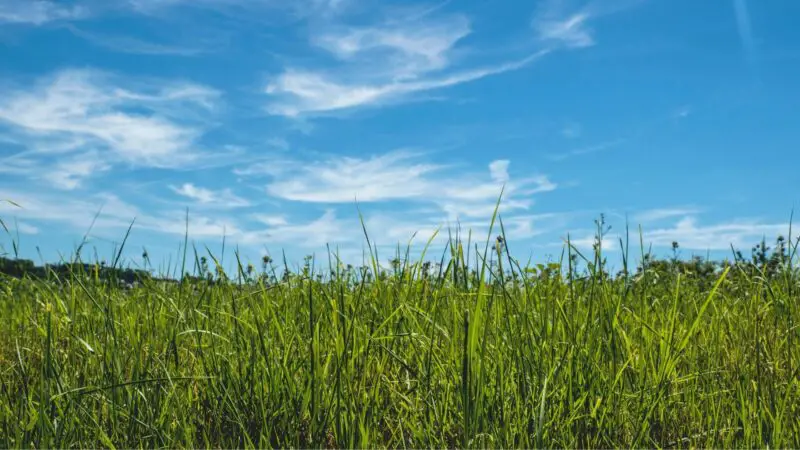 Is Grass Good for Guinea Pigs