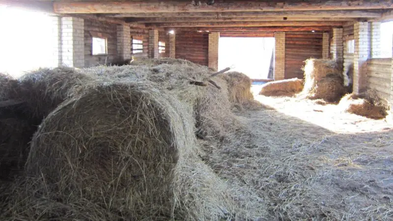 Is Haylage Bad for Guinea Pigs