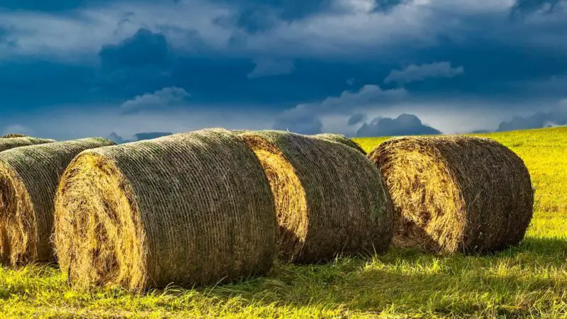 Is Haylage Good for Guinea Pigs