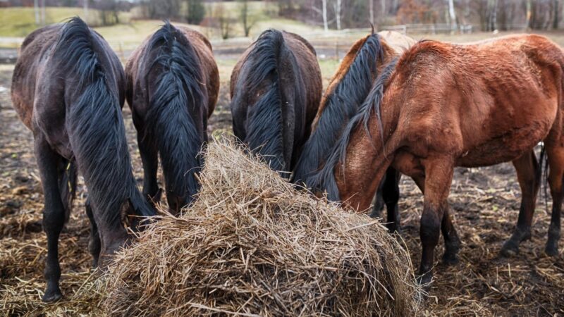 Is Horse Hay Bad for Guinea Pigs