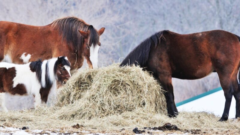 Is Horse Hay Good for Guinea Pigs