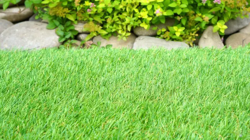 Is It a Good Idea to Let Guinea Pigs Eat Grass Outside