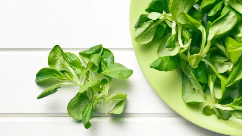 Is Lamb’s Lettuce Bad for Guinea Pigs