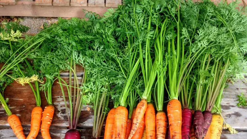 Nutrition Facts of Carrot Tops