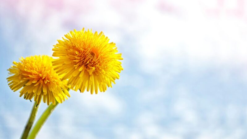 Nutrition Facts of Dandelion Flowers