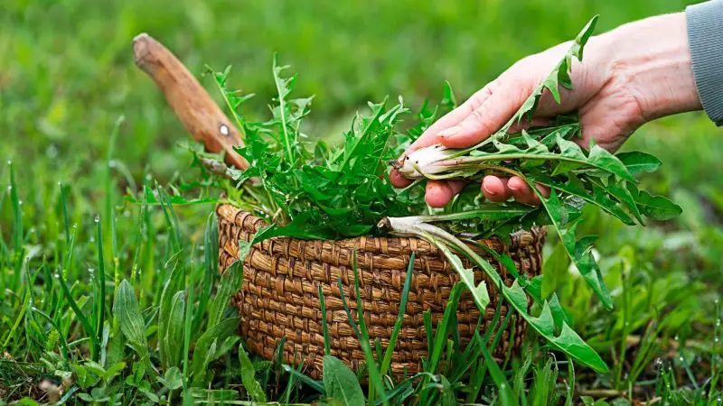 Nutrition Facts of Dandelion Leaves