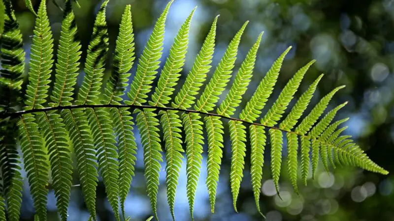 Nutrition Facts of Ferns