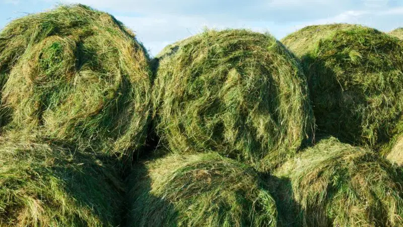 Nutrition Facts of Haylage