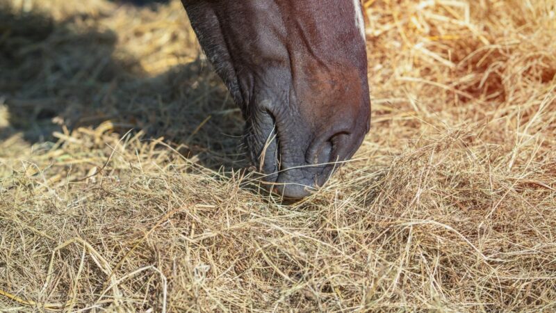 Nutrition Facts of Horse Hay