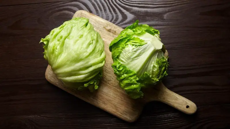 Nutrition Facts of Iceberg Lettuce for Guinea Pigs