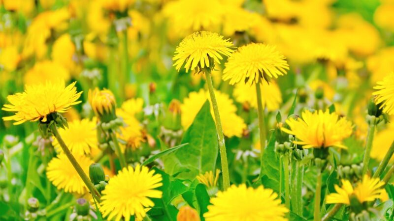 Quick Facts on Dandelion Flowers