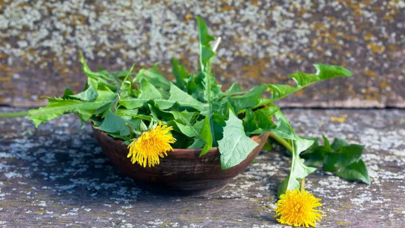 Quick Facts on Dandelion Leaves