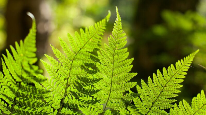 Quick Facts on Ferns