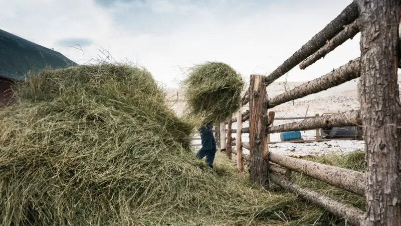 Quick Facts on Horse Hay