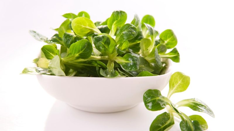 Quick Facts on Lamb’s Lettuce