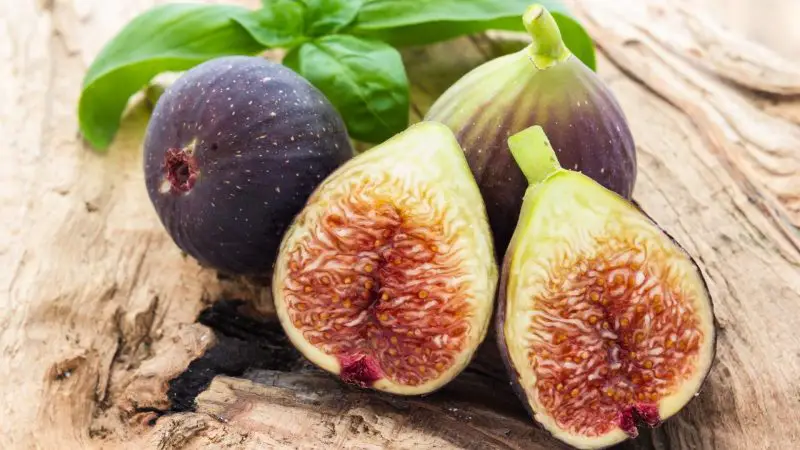 Risks to Consider When Feeding Figs to Guinea Pigs