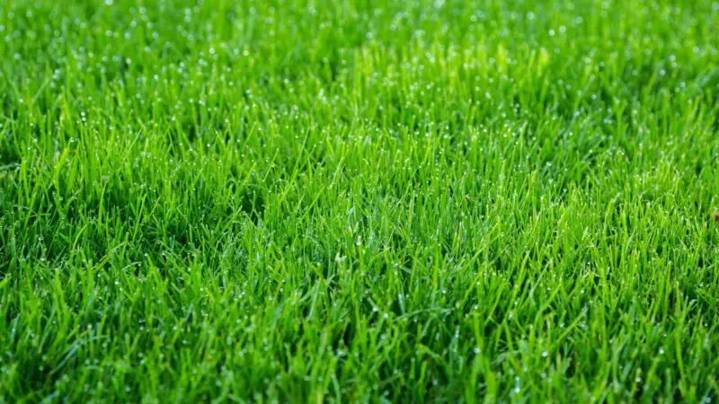 Serving and Frequency of Grass for Guinea Pigs