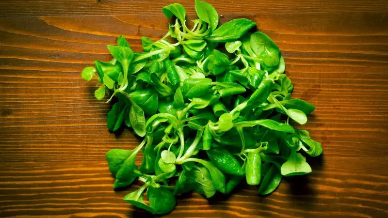 Serving and Frequency of Lamb’s Lettuce for Guinea Pigs